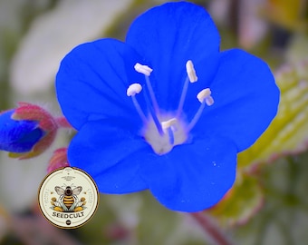 NEW! Desert Bluebell Seeds, US Southwestern Native, Phacelia Campanularia, PC0450