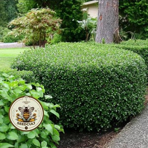 NEW! Yaupon Holly Seeds, Caffeine berries, Native Plants, Ilex Vomitoria, IL0125 image 2