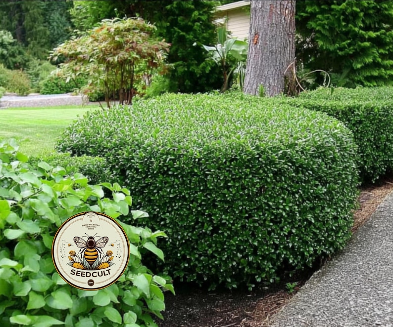 NEW! Yaupon Holly Seeds, Caffeine berries, Native Plants, Ilex Vomitoria, IL0125 image 2