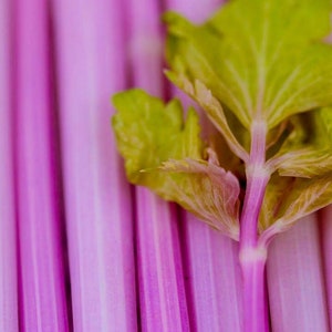 Organic Pink Celery Seeds, Chinese, Apium Graveolens, Heirloom, Non GMO AP0340