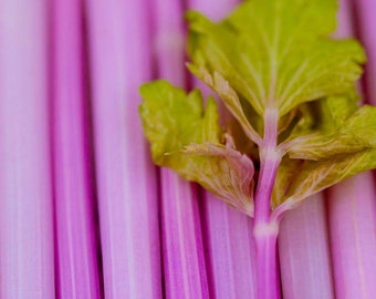 Organic Pink Celery Seeds, Chinese, Apium Graveolens, Heirloom, Non GMO AP0340