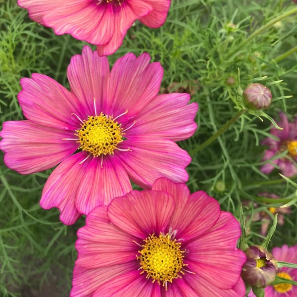 NEW! Xsenia Cosmos Seeds, Cosmos Bippinatus CO1125