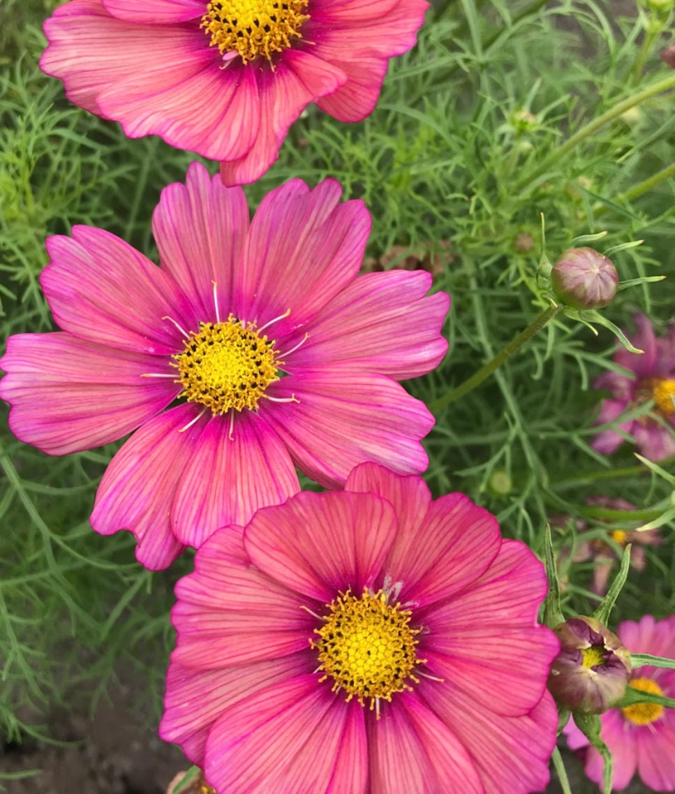 Xsenia Cosmos Seeds, Cosmos Bippinatus CO1125