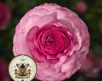 NEW! Pink Mache Buttercup Seeds, Ranunculus Asiaticus, RN0420