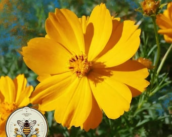 Crest Gold Sulphur Cosmos Seeds, Cosmos Sulphureus CO221C