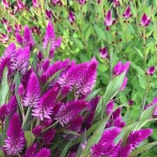Ruby Parfait Celosia Seeds, Celosia Argentea Spicata CE0325 - Etsy