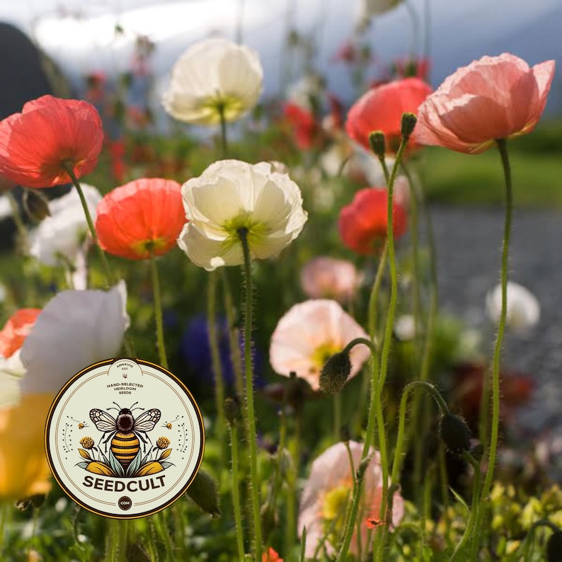 May include: A circular sticker with a cream background featuring a central bee illustration, floral accents, and the text SEEDCULT.COM, positioned over a field of blooming red, white, and pink poppy flowers with thin green stems and buds.