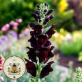 NEW! Black Prince Snapdragon Seeds, Antirrhinum Majus AN5425