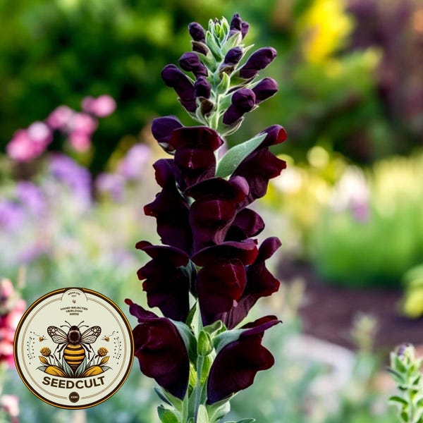 Black Prince Snapdragon Seeds, Antirrhinum Majus AN5425