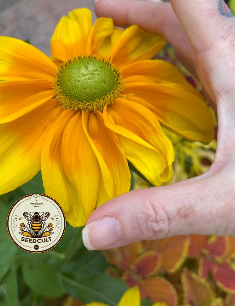 SeedCult Prairie Sun Rudbeckia Seeds - Thumbnail 2
