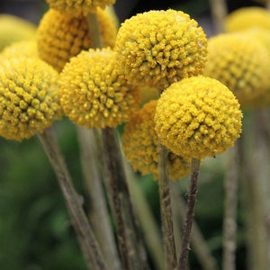 Billy Button Seeds, Craspedia, Billy Balls, Craspedia Globosa CD0150