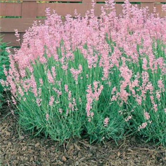 Pink Lavender seeds Lavandula Augustifolia Rosea | Etsy
