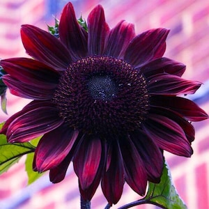 Hand Selected Chocolate Cherry Sunflower, Helianthus Annuum HA0425