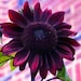 Chocolate Cherry Sunflower, 25 Seeds, Helianthus Annuus 