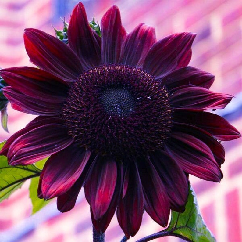 Chocolate Cherry Sunflower 25 Seeds Helianthus Annuus image 0