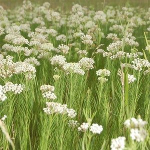 May include: A field of white wildflowers with long, thin stems and green leaves. The flowers are in bloom and are a light, creamy white color.