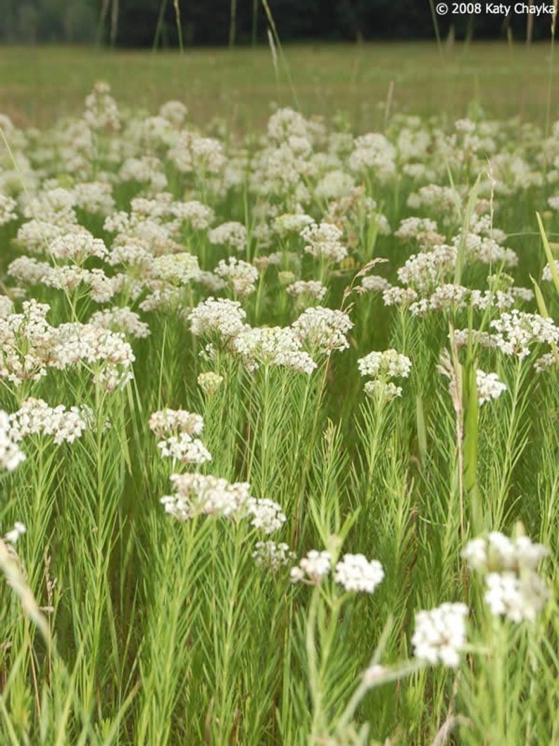 May include: A field of white wildflowers with long, thin stems and green leaves. The flowers are in bloom and are a light, creamy white color.