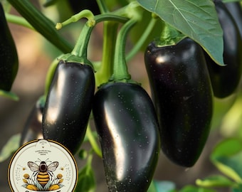 Organic Black Jalapeño Seeds, Hot Peppers, Jalapeno, Capsicum Annuum CH0910