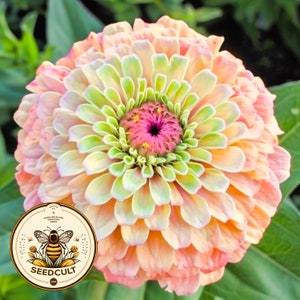 Queen Lime Blush Zinnia Seeds, Zinnia Elegans, Queen Series ZE0810