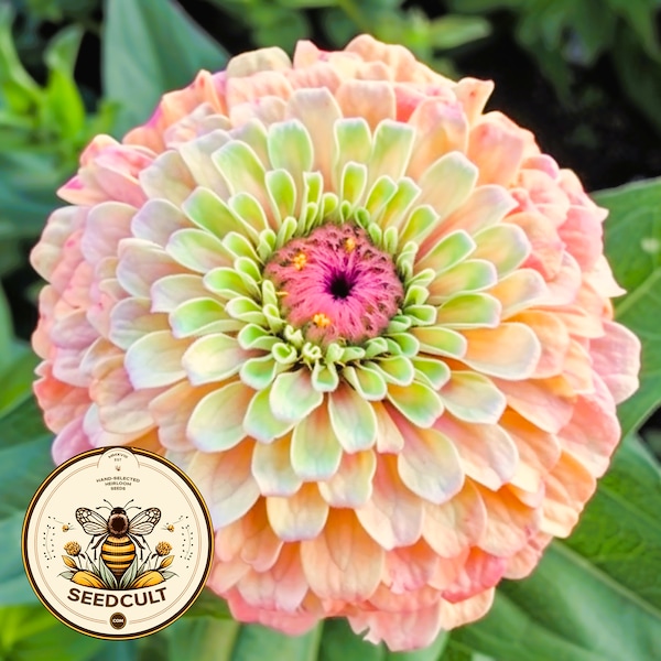 Queen Lime Blush Zinnia Seeds, Zinnia Elegans, Queen Series ZE0810