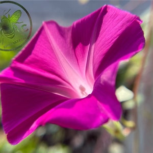 Scarlett O’Hara Morning Glory Seeds, Ipomoea Nil IP0520