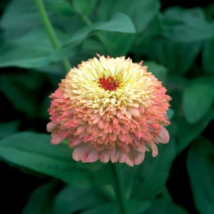 Zinderella Peach Zinnia Seeds,  Zinnia Elegans ZE2910