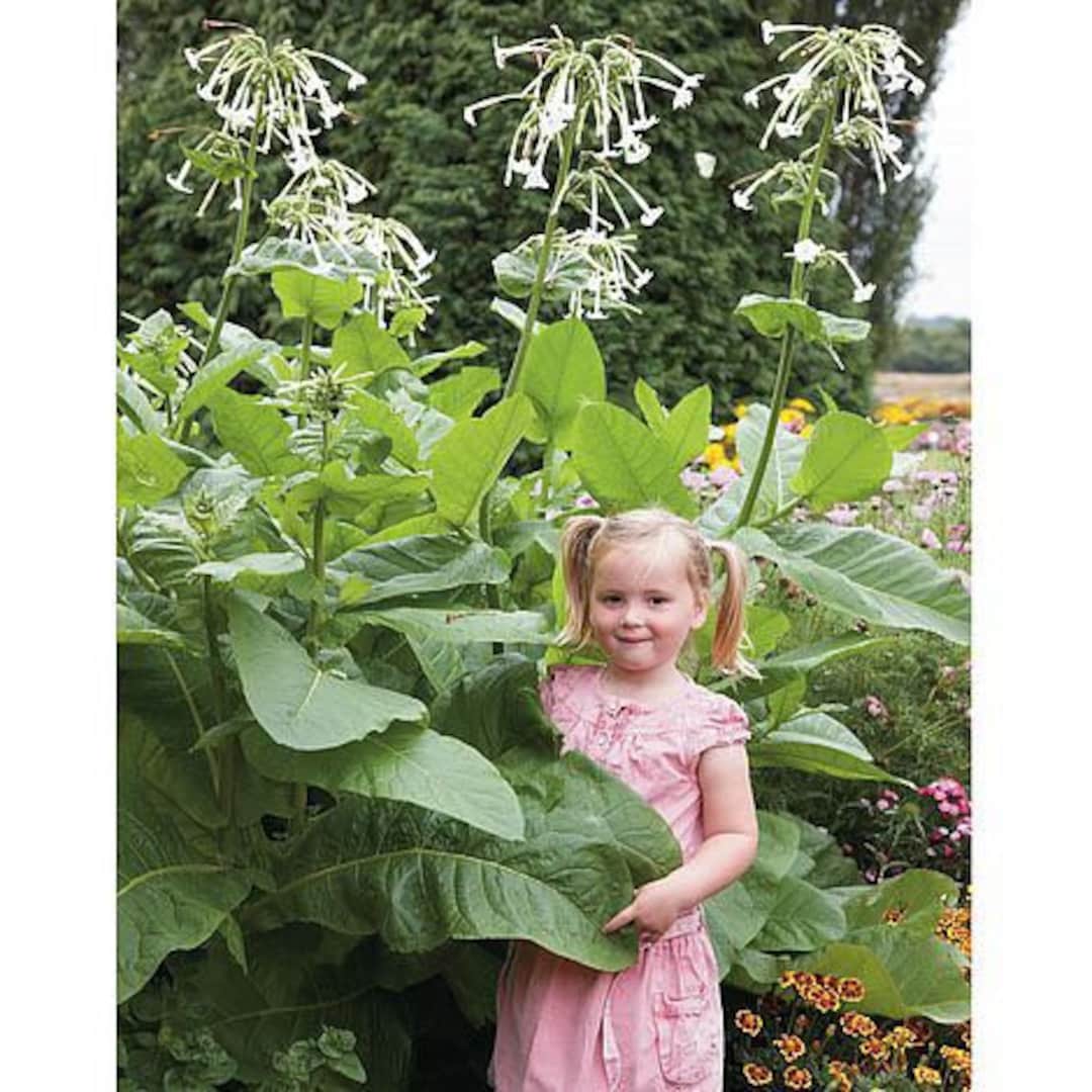 500 Giant Ghost Pipes Night, Huge Blooming Fragrant Jasmine Tobacco