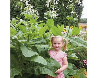 500 Giant Ghost Pipes Night, Huge Blooming Fragrant Jasmine Tobacco Seeds, Moonlight Flowering Tobacco, Nicotiana Sylvestris NI105C