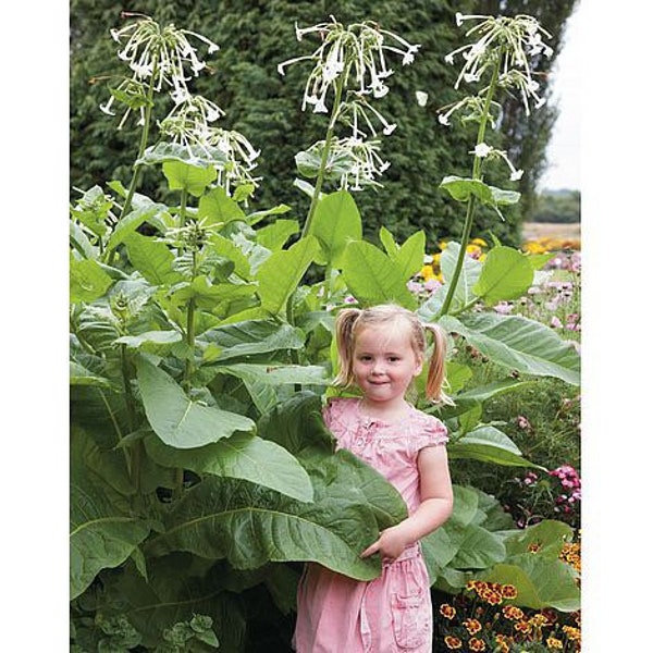 500 Giant Ghost Pipes Night, Huge Blooming Fragrant Jasmine Tobacco Seeds, Moonlight Flowering Tobacco, Nicotiana Sylvestris NI105C