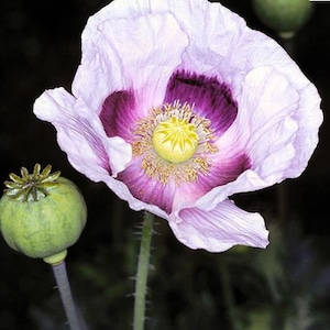 Blue Moon Poppy Seeds, Papaver Somniferum, Bread seed poppies PS053CR