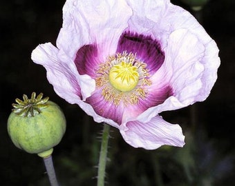 Blue Moon Poppy Seeds, Papaver Somniferum, Bread seed poppies PS053CR