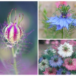 Love in A Mist Seeds, 5 Color Mix, Unusual Seed Pod, Nigella Damascena ...