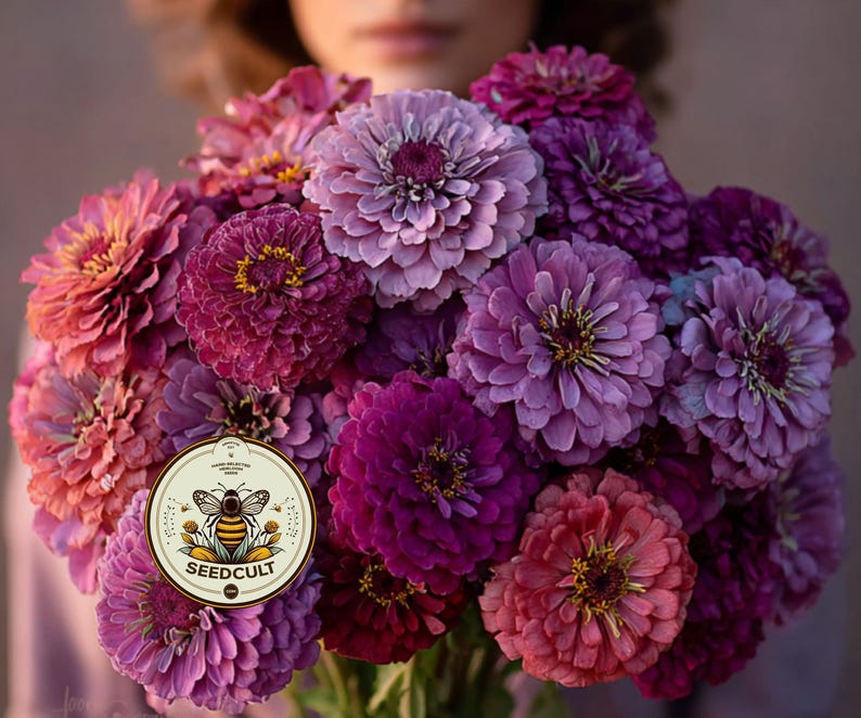 Pode incluir: Um buqu&ecirc; de z&iacute;nias vibrantes em tons de rosa, roxo e magenta. As flores t&ecirc;m p&eacute;talas em camadas e um disco central proeminente. Um r&oacute;tulo circular com o texto "SEEDCULT" e um gr&aacute;fico de abelha &eacute; vis&iacute;vel.