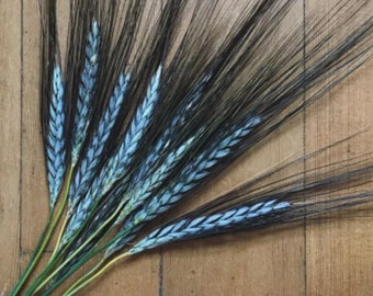 Utrecht Blue Wheat Seeds, Edible and Ornamental, Triticum Durum TR8025