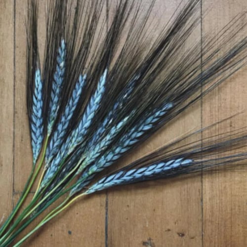 Utrecht Blue Wheat Seeds, Edible and Ornamental, Triticum Durum TR8025