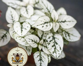 White Polka Dot Plant Seeds, Indoor Live House Plant, Hypoestes Phyllostachya, Perennial HY0410