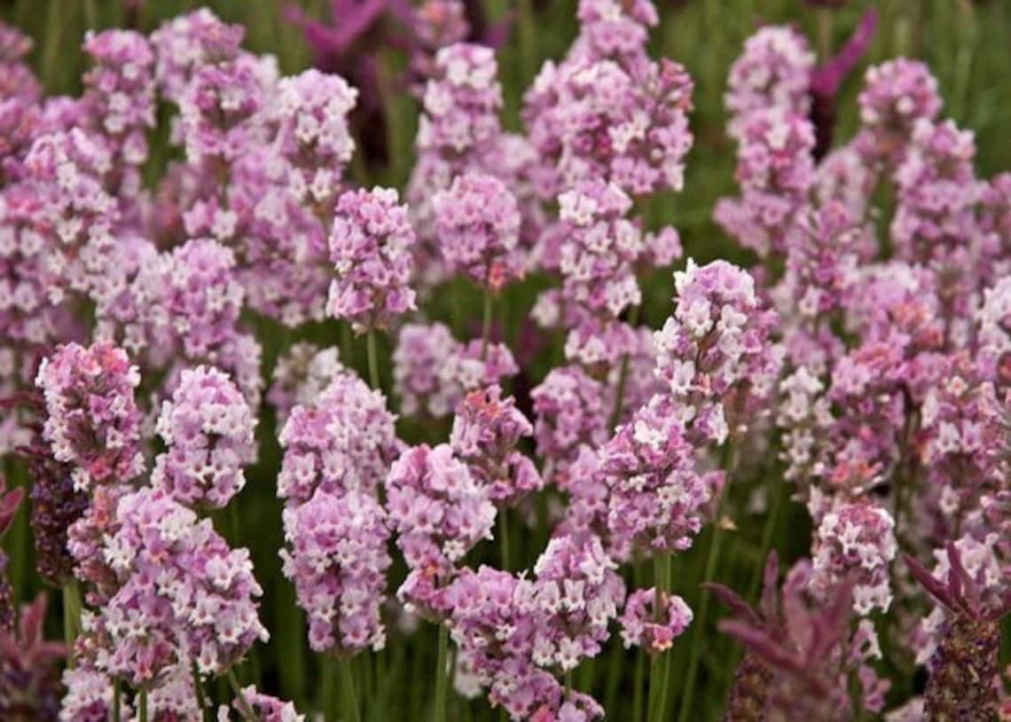 Pink Lavender Seeds, Lavandula Augustifolia Rosea LA0220 - Etsy