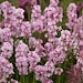 Pink Lavender Seeds, Lavandula Augustifolia Rosea LA0220 - Etsy