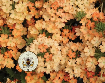 NEW! Obsession Apricot Verbena Seeds, Verbena Hybrida VE4125