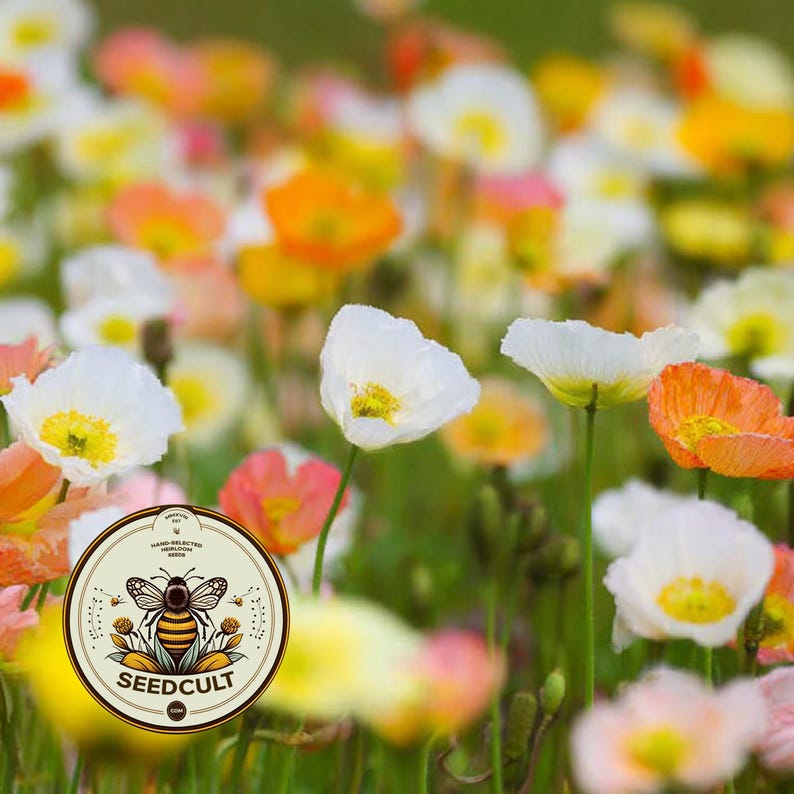 May include: A field of blooming poppies in shades of white, orange, and yellow with thin green stems. A circular logo is overlaid in the bottom left corner featuring a bee illustration and the text SEEDCULT.COM.