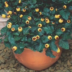 May include: A terracotta pot filled with a green leafy plant with small yellow flowers. The plant is growing in a terracotta pot.