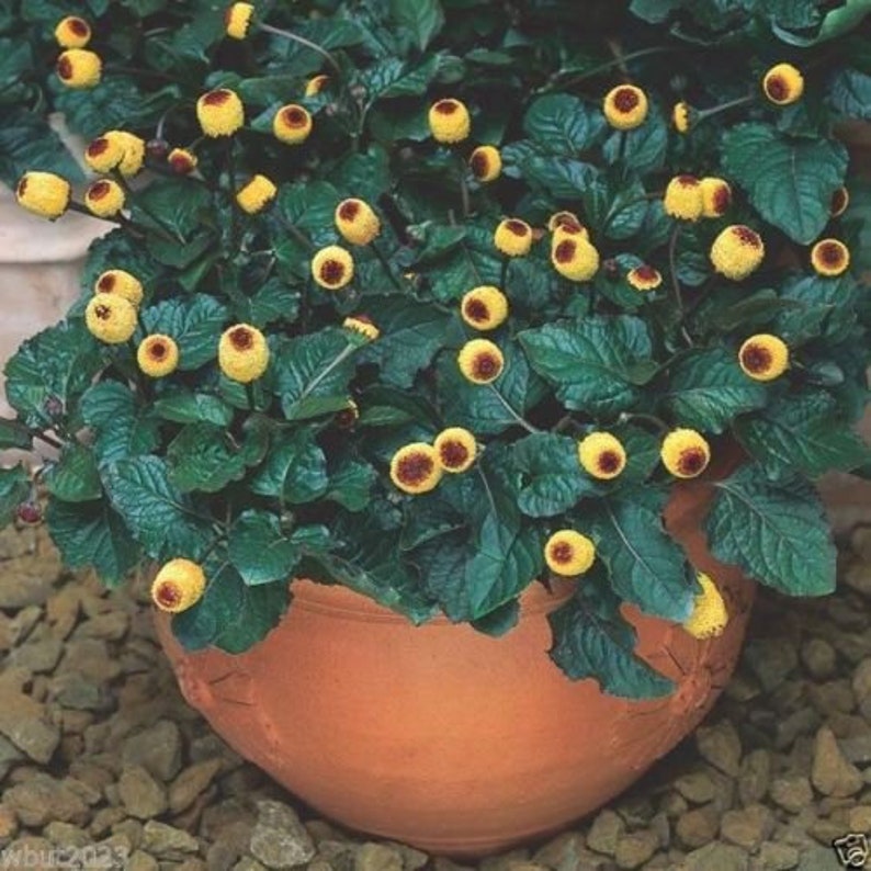 May include: A terracotta pot filled with a green leafy plant with small yellow flowers. The plant is growing in a terracotta pot.