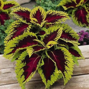 Kong Red Coleus Pelleted Seeds, Indoor Shade Plant CC0410P