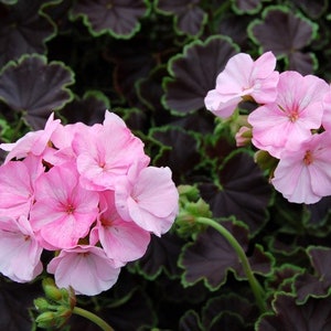May include: Pink geranium flowers with dark green leaves. The flowers are in bloom and have a delicate pink color.
