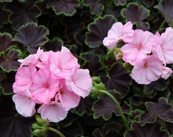 Black Velvet Rose Geranium Seeds, 10 Coated Seeds PZ4210