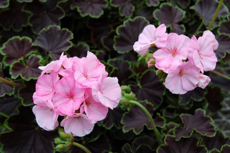 May include: Pink geranium flowers with dark green leaves. The flowers are in bloom and have a delicate pink color.