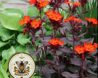 NEW! Vesuvius Arkwright's Campion Seeds, Lychnis Arkwrightii, LH0250