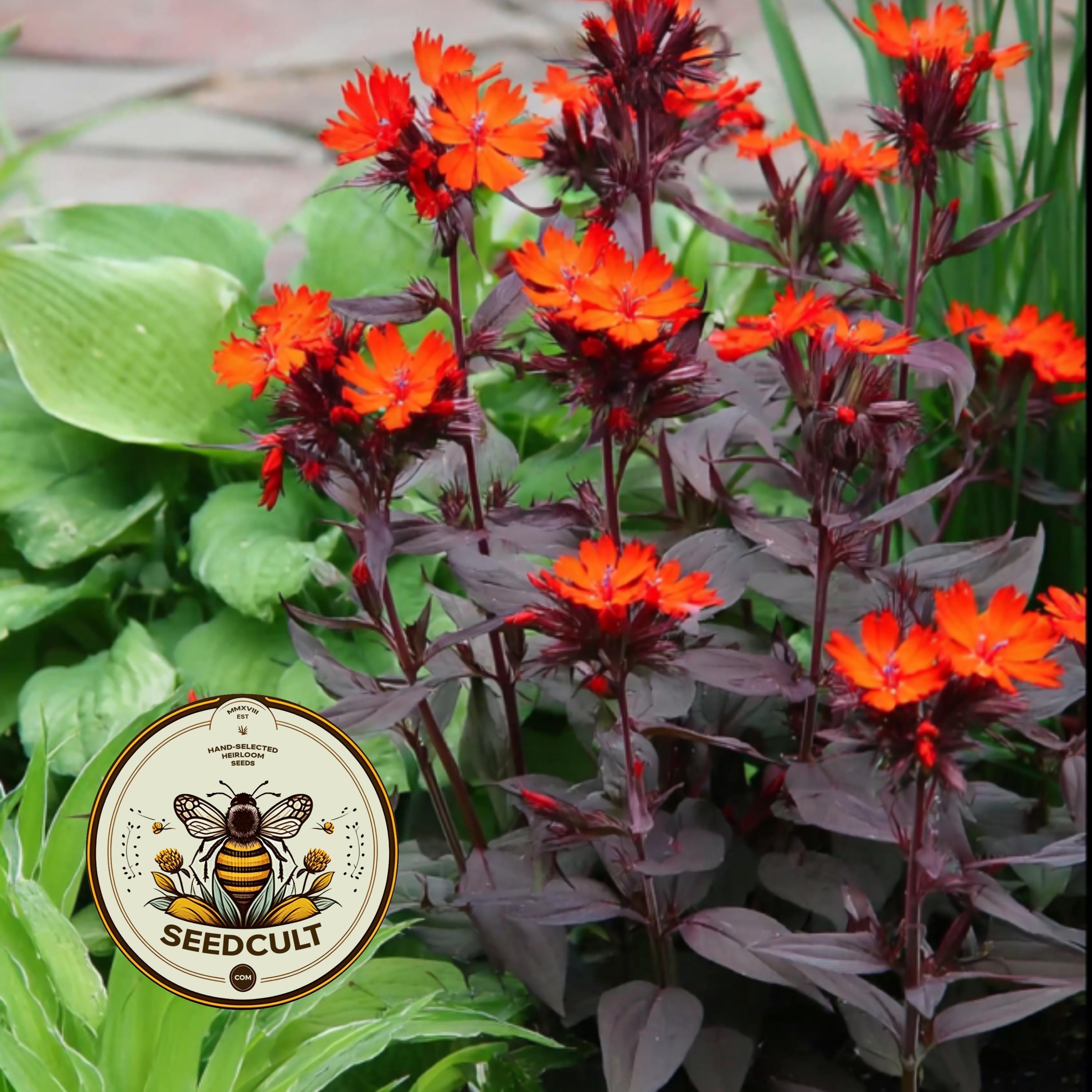 NEW! Vesuvius Arkwright's Campion Seeds, Lychnis Arkwrightii, LH0250 - Etsy
