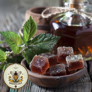 Horehound Seeds, Root Beer/Licorice, Marrubium Vulgare, Medicinal herbs MA6050