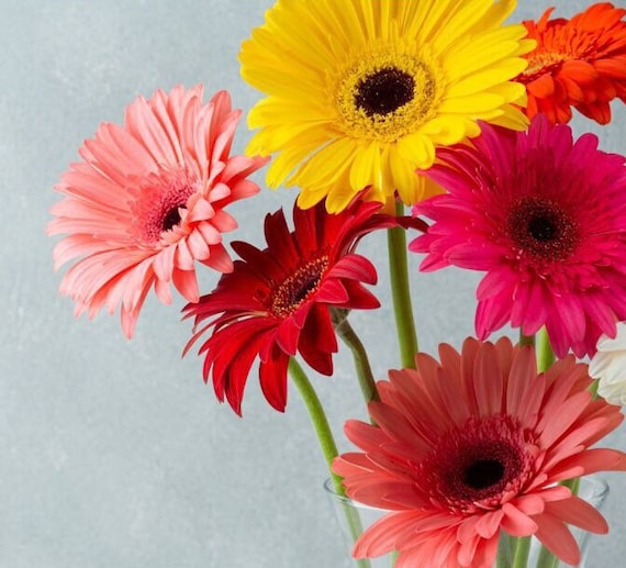 Gerbera Daisy Seeds